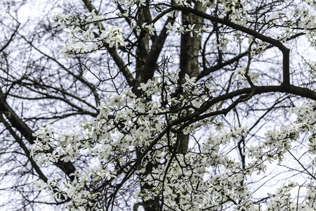 Branches with magnolia flowers against the background of a tree without leaves. White beautiful flowers on the site about nature, colors, ecology, seasons.の写真素材