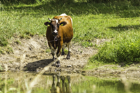 Brown cow standing on the pasture near the watering hole. Mid summer . Milk farm . Podlasie, Poland.の写真素材