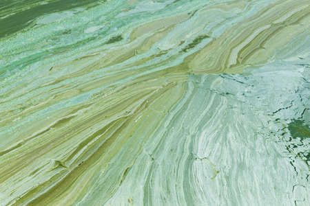 Algal bloom.Phytoplankton blooms in the sea or freshwater.Abstract texture and background for the site about lake, sea,ecology,art, seasons,disasters.の写真素材
