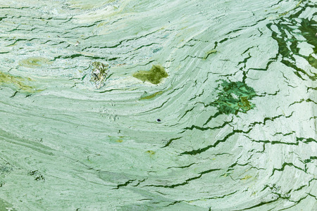 Algal bloom.Phytoplankton blooms in the sea or freshwater.Abstract texture and background for the site about lake, sea,ecology,art, seasons,disasters.の写真素材
