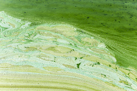 Algal bloom.Phytoplankton blooms in the sea or freshwater.Abstract texture and background for the...