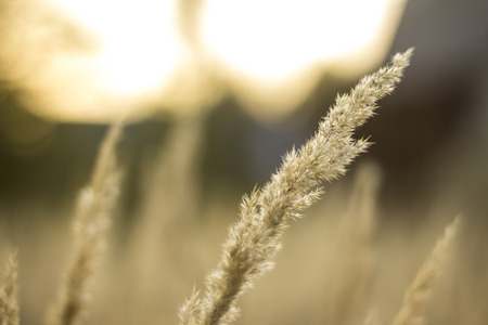 Close-up. Tall grass in the village garden on a summer day. Site about nature, plants, parks,...