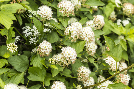 Early summer . Ornamental shrub with white flowers. Site about garden , parks, nature, plants,...
