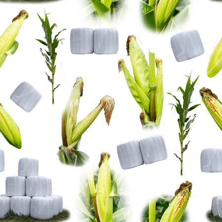 Raster seamless pattern. Corn from which they make silage for livestock on the farm. Black background. Site about agriculture,farm,livestock,graphics.の写真素材