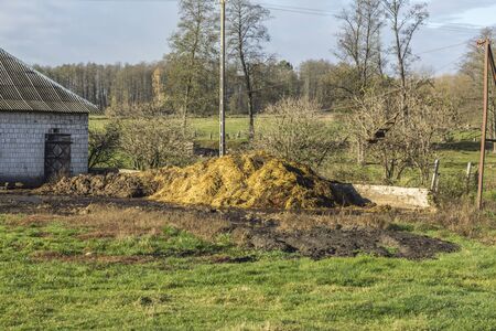 A large pile of cow dung lies near the stone wall of the barn. Yard on a dairy farm. Podlasie. Poland.の写真素材