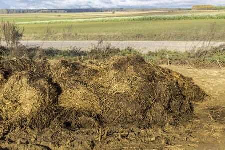 A pile of cow dung lies on a plowed field. Fertilizer fields on a dairy farm. Podlasie. Poland.