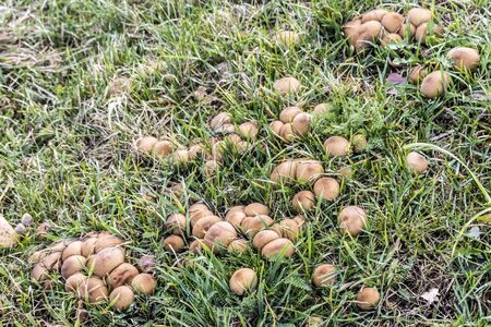 Lycoperdon pratense, commonly known as meadow puffball. Grows by large families in the grass on pastures. Podlasie, Poland.の写真素材