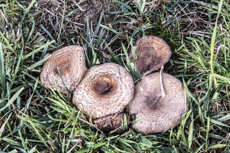Agaricus bisporus is an edible basidiomycete mushroom that lives on pastures. Growing up at the end of November. Podlasie, Poland.の写真素材