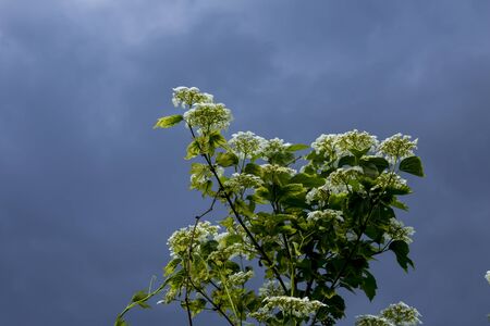 Spring in the village . Fresh  foliage and white bird cherry blossoms on the shrub . Blue stormy sky in the background.の写真素材