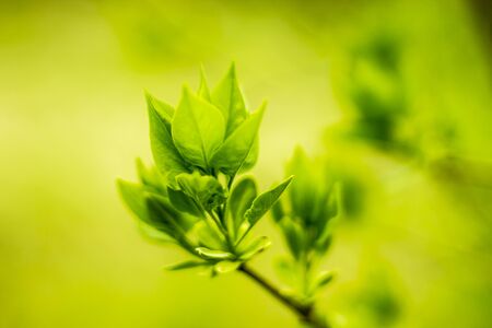 Early spring. Green foliage of lilac in a country garden. Macro photo. Good background for a site...