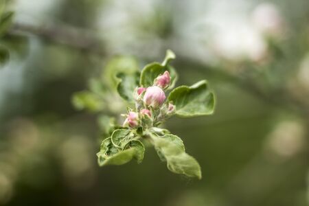 Early spring. Pink bud of apple tree flower. Macro photo. Good background for a site about a village garden, park, plants and fruit trees.の写真素材