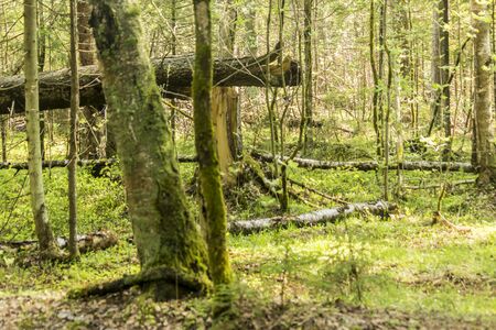 Spring taiga. Felled by the wind trees. Stump and trunk of spruce. Good background for a site about...