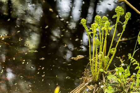 Spring taiga. Young shoots of fern on the bank of a stream. A good background for a site about...