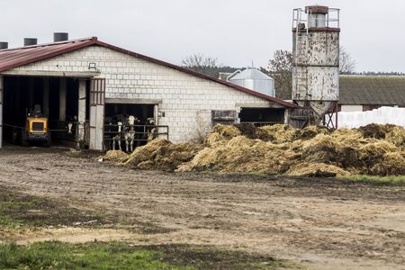 Cowshed built of white blocks. Cows are waiting for their food. Tractor, silo, heaps of manure mixed with straw. Dairy farm. Podlasie, Poland.の写真素材