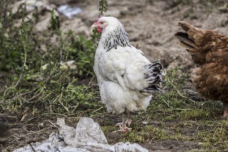 White hen is looking for food in the courtyard of the chicken coop. Livestock farm. Close up. A site about pets, farms, agriculture, birds .の写真素材