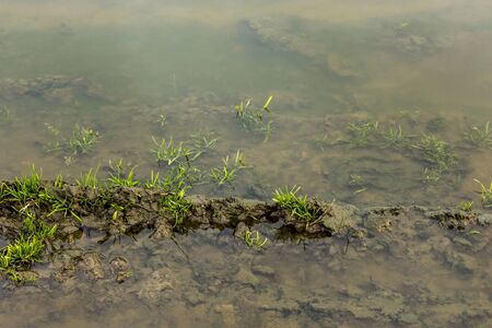 Green grass and islets flooded by water. Close up. Late autumn in Europe.