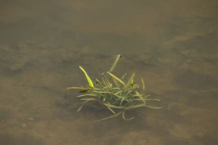 Green grass and islets flooded by water. Close up. Late autumn in Europe.の写真素材