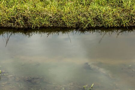 Green grass and puddle after rain. Close up. Late autumn in Europe.