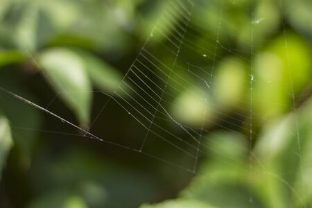 Summer day. Spider web stretched on a green shrub. For a site about insects, plants, pests, seasons.の写真素材
