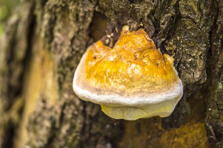 Polypores ( Ganoderma ) growing on a tree in forest .  Parasites living on old stumps and tree...
