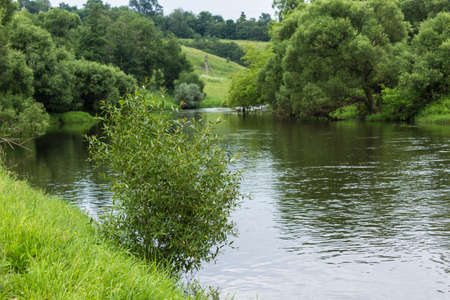 A steep bank, trees along the banks, a willow bush in the foreground. The Protva River in Russia in...