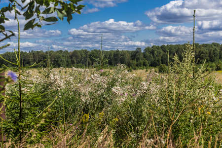 Fir trees and tall grass in the foreground. Down and seeds. Forest in the background. Rural landscape in the middle of summer.の写真素材