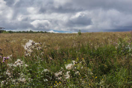 Creeping thistle in the foreground. Down and seeds. Forest in the background. Rural landscape in the middle of summer.の写真素材
