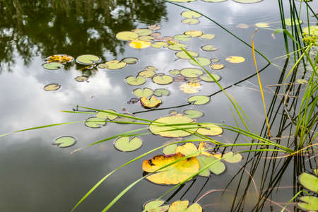 View of the decorative pond through the reed shoots. Botanical Garden of Moscow State University.の写真素材