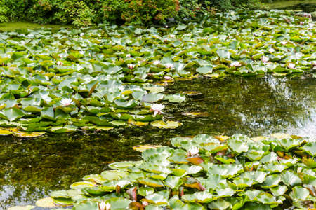 View of the decorative pond through the reed shoots. Botanical Garden of Moscow State University.の写真素材