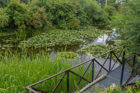 View of the decorative pond through the reed shoots. Botanical Garden of Moscow State University.の写真素材