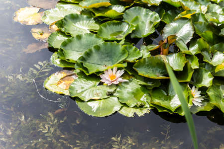 Lotus flowers and leaves in a decorative pond. Close up. Botanical Garden of Moscow State University.の写真素材