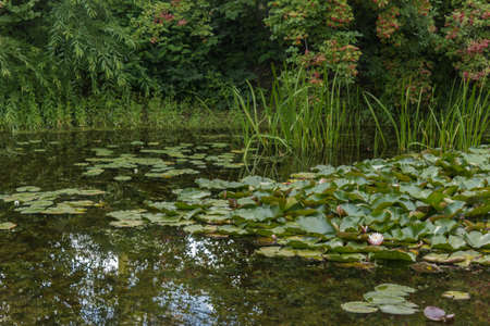 View of the decorative pond through the reed shoots. Botanical Garden of Moscow State University.の写真素材