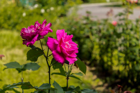 Purple roses on a background of green bushes. Botanical garden in the middle of summer.の写真素材