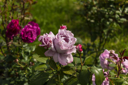 Pink roses and purple roses, against a background of green foliage. Botanical garden in the middle of summer.の写真素材