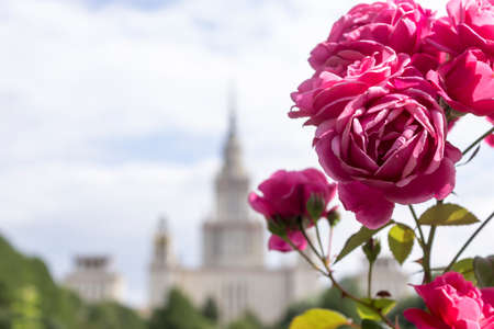 Inflorescence of pink roses against the backdrop of a skyscraper. Botanical garden in the middle of summer.の写真素材