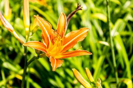 Red daylily (Hemerocallis) on a background of green grass. Close up. Botanical garden in the middle of summer.の写真素材