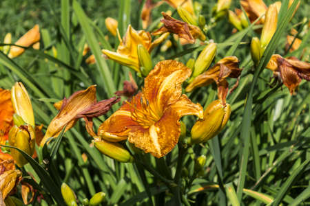 Withered red daylilies (Hemerocallis) on a background of green grass. Close up. Botanical garden in the middle of summer.の写真素材