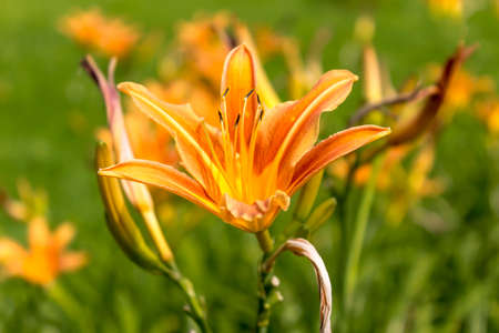 Red daylilies (Hemerocallis) on a green background. Close up. Botanical garden in the middle of summer.の写真素材