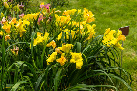 Thickets of yellow daylilys (Hemerocallis) on a background of green grass. Botanical garden in the middle of summer.の写真素材