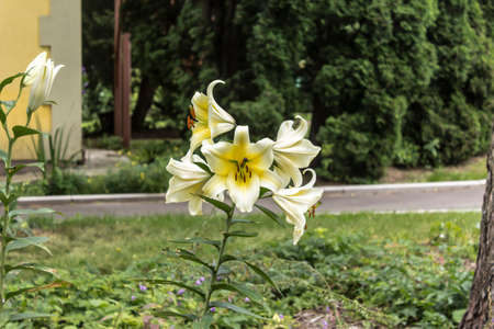 Inflorescence of white lilies (Liliaceae) against the background of trees. Close up. Botanical garden in the middle of summer.の写真素材