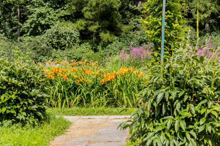 Thicket of red daylilies (Hemerocallis) on a rose garden. Botanical garden in the middle of summer.の写真素材