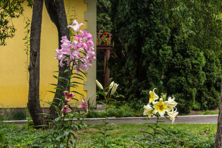 Inflorescence of purple and white lilies (Liliaceae) against the background of trees and a yellow wall. Botanical garden in the middle of summer.の写真素材