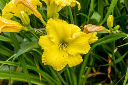 Yellow daylily (Hemerocallis) on a background of green shoots. Close up. Botanical garden in the middle of summer.の写真素材
