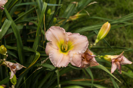 Wilted purple lily (Liliaceae) on a background of green grass. Close up. Botanical garden in the middle of summer.の写真素材