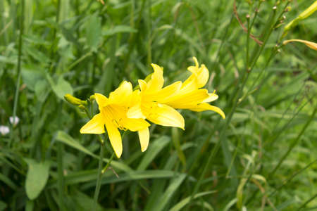 Three yellow daylilys (Hemerocallis) on a background of green grass. Close up. Botanical garden in the middle of summer.の写真素材