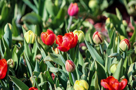 Red and yellow tulips are starting to bloom. Close up. A good background for a site about flowers, floriculture, art.の写真素材