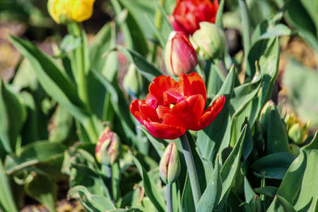 A blossoming red tulip on a background of green stems. Close up. A good background for a site about flowers, floriculture, art.の写真素材