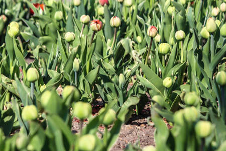 There are many stems and buds of red and yellow tulips. Close-up. A good background for a site about flowers, floriculture, art.の写真素材