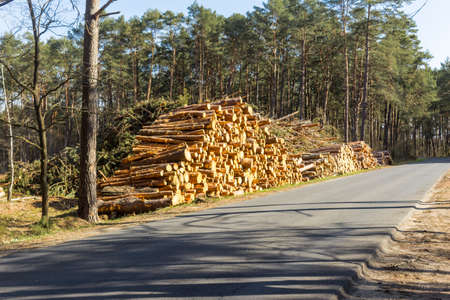 Sawn pine trees near the asphalt road. Site about woodworking industry, lumberjack, felling, ecology, forest, tree.の写真素材