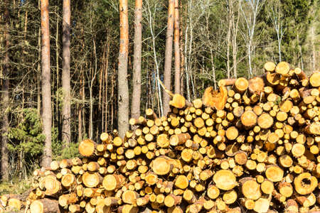 Round yellow ends of sawn pines on the background of the forest. Site about woodworking industry, lumberjack, felling, ecology, forest, tree.の写真素材